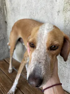Adopt 3 mixx dogs
