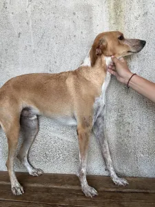 Adopt 3 mixx dogs