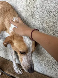 Adopt 3 mixx dogs