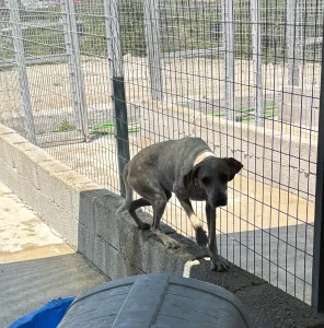 Adopt 3 mixx dogs