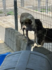 Adopt 3 mixx dogs