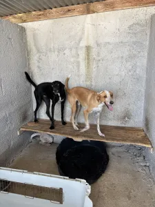 Adopt 3 mixx dogs