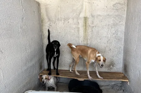 Adopt 3 mixx dogs