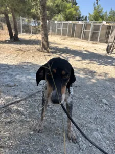Hund Roula adoptieren