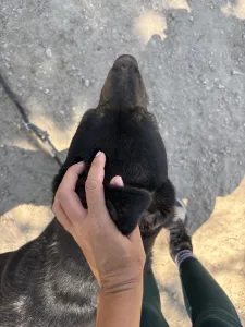 Hund Marouso adoptieren