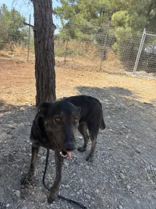 Hund Marouso adoptieren