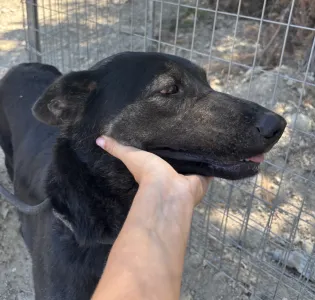 Hund Marouso adoptieren