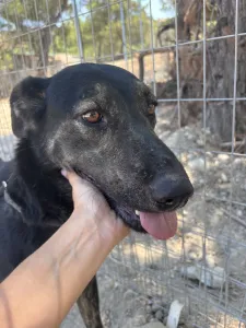 Hund Marouso adoptieren