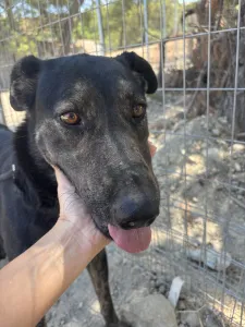 Hund Marouso adoptieren