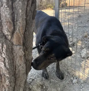 Hund Marouso adoptieren