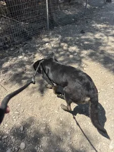 Hund Marouso adoptieren