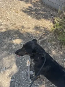 Hund Marouso adoptieren