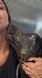 Hund Marouso adoptieren