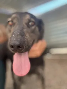 Hund Marouso adoptieren