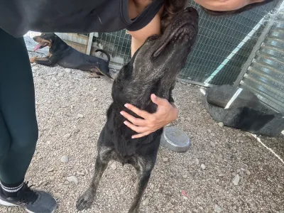 Hund Marouso adoptieren