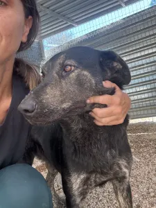 Hund Marouso adoptieren