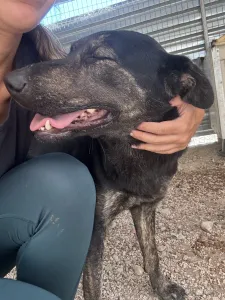 Hund Marouso adoptieren