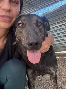 Hund Marouso adoptieren