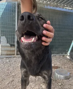 Adoptionsprofil für Faty