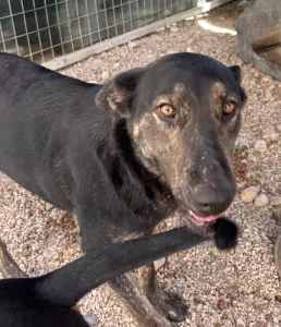 Hund Marouso adoptieren