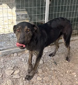 Hund Marouso adoptieren