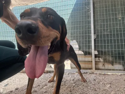 Adopt Kevin