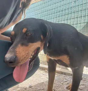 Adopt Kevin