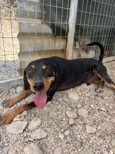 Adopt Kevin