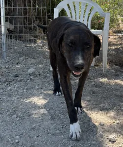 Adopt Faty