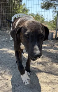 Adopt Faty