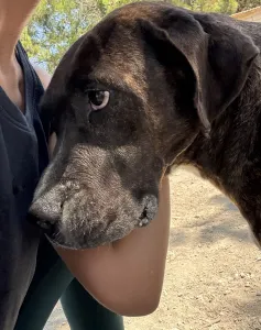 Adopt Faty