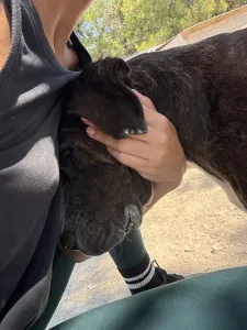 Adopt Faty