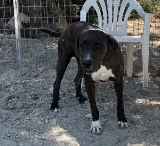 Adopt Faty