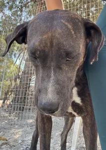 Adopt Faty