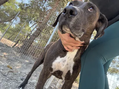 Adopt Faty