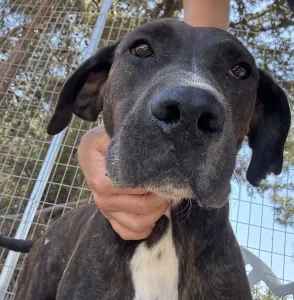Adopt Faty