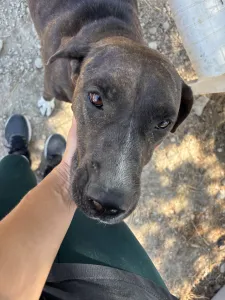 Adopt Faty