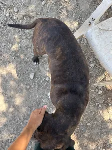 Adopt Faty