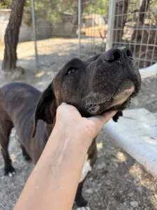 Adopt Faty