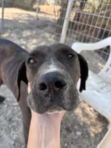 Adopt Faty