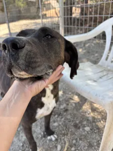 Adopt Faty
