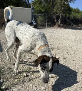 Adopt Fido