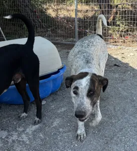 Adopt Fido
