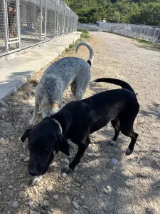 Adopt Fanis