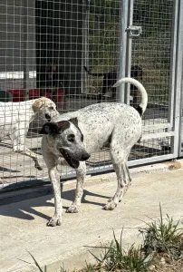 Adopt Fido