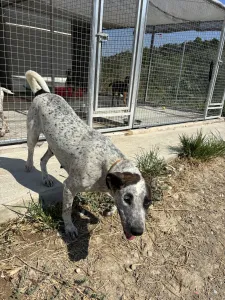 Adopt Fido