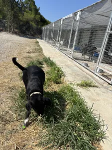 Adopt Fanis