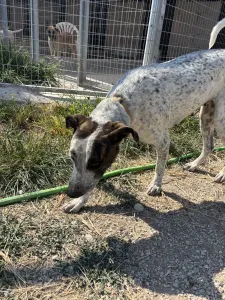 Adopt Fido