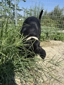 Adopt Fanis