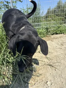 Adopt Fanis